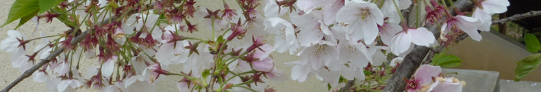 ウェイクボードについて調べてみましょう。