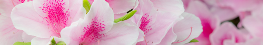 洗顔ブラシについての最新ニュース！！