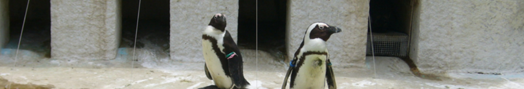 ラッシュガードのココに注目！！