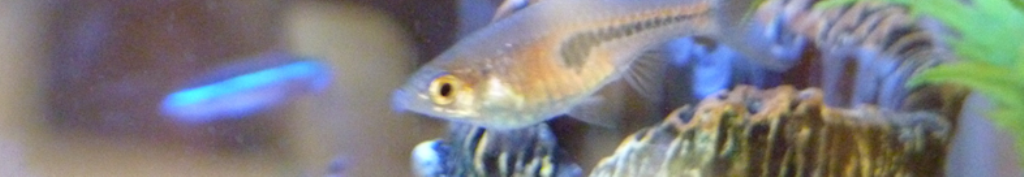 水あそびについて調べてみましょう。